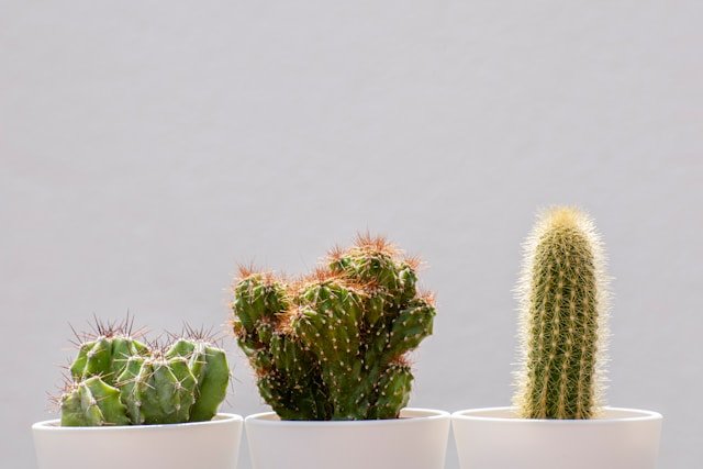 Together Cacti Set